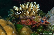 Acropora elseyi-Macolor macularis Wangi Wangi Island-10m-20180601-Denis-ADER-DSC_3107_tn